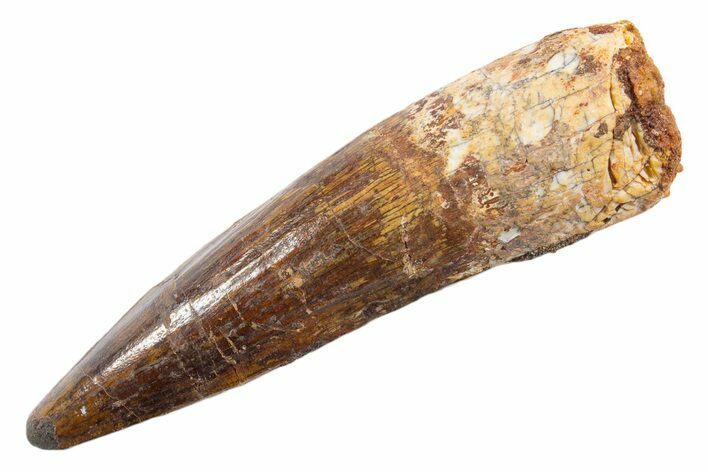 Fossil Spinosaurus Tooth - Real Dinosaur Tooth #345576